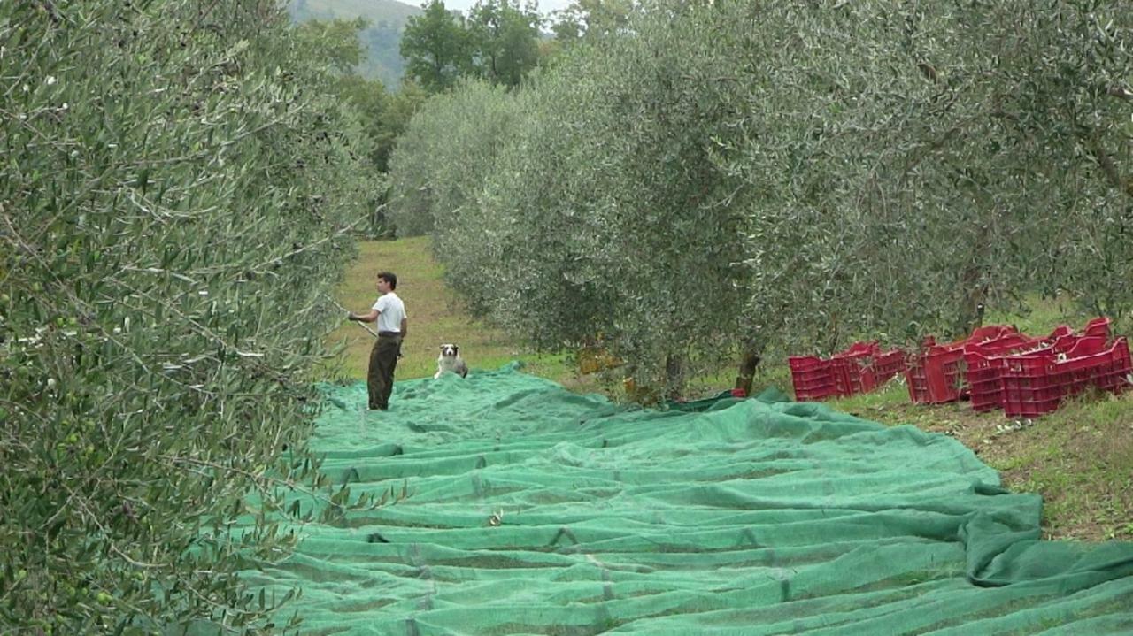 Agriturismo Frallarenza Ficulle Luaran gambar